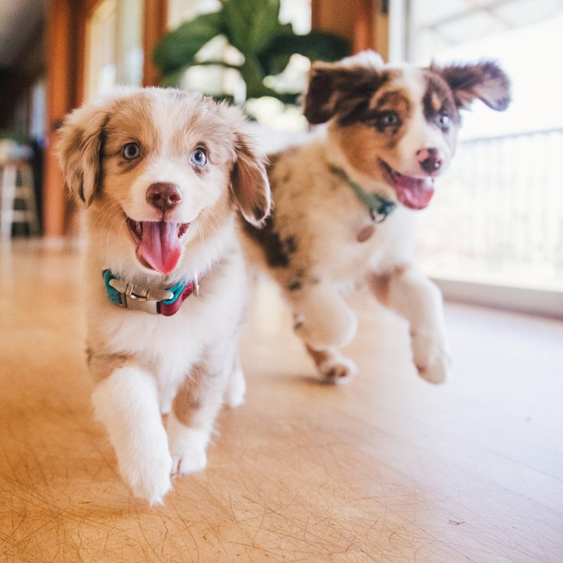 Puppies running on a hardwood floor